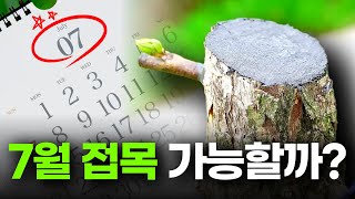 7월 접목 가능할까? ㅣ 7월에 하는 드릴접