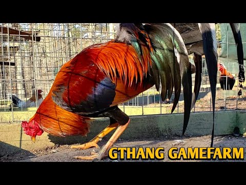 Sweater Yellow leg hatch Kelso - GTHANG FARM