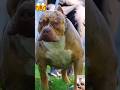 Pitbull The Ultimate Powerhouse Of The Dog World