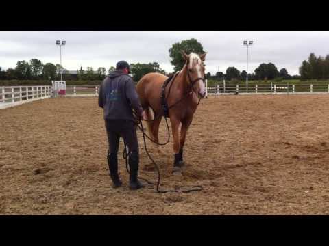 Horse rearing and flipping over.