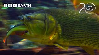 פיראנות מפשיטות דג עד העצם | 20 שנות כדור הארץ | BBC Earth
