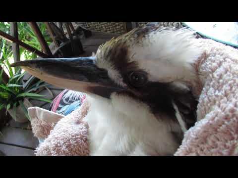 Mr Kooka's Scary Adventure