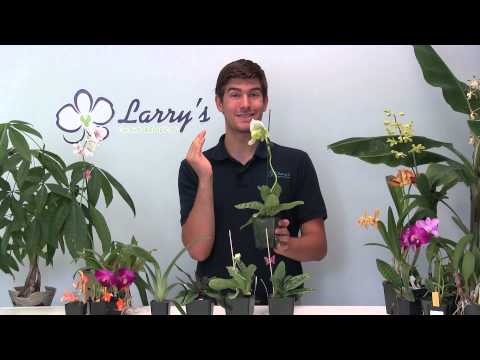 image-How do you take care of a lady slipper plant?