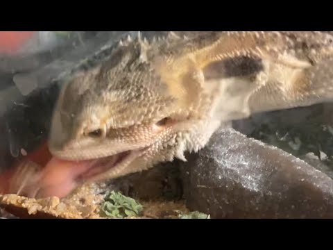 Bearded dragon 🐉 vs 20 crickets 🦗 #livefeeding #reptiles #lizard #viral