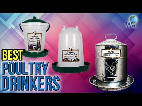 6 best poultry drinkers