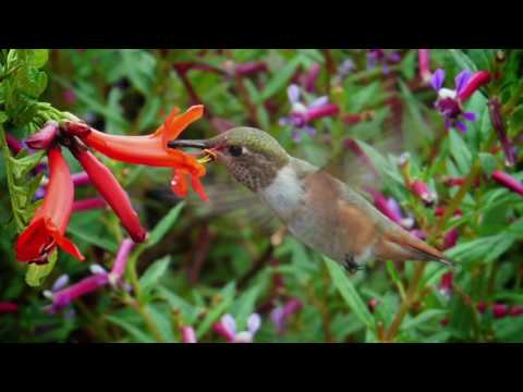 Allah, Al-Muqeet (the Sustainer, the Nourisher, the Preserver)