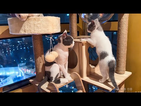 처음 캣타워가 생긴 아기 고양이들 반응은?