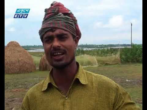 সুনামগঞ্জে তলিয়ে গেছে ৫ হাজার হেক্টর জমির ধান