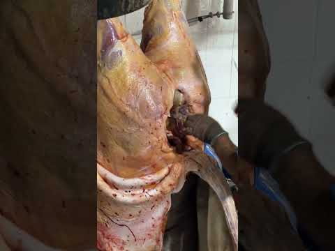 FRIGOBEM VISITA: FRIGORÍFICO BOMBEEF, TAGUAÍ, SÃO PAULO.