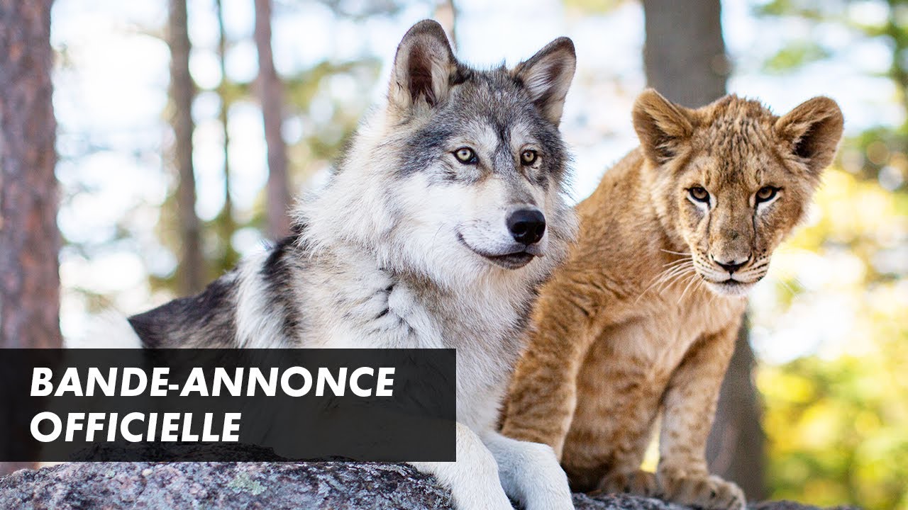 Miniature de la vidéo LE LOUP ET LE LION – Bande-annonce officielle (2021) du film Le Loup et le Lion