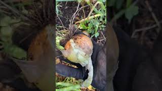 Harvesting Onions!