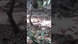 Download lagu murai buluh bertembong mp3