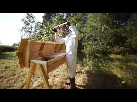 Yngelförflyttning i bikuporna / Moving brood comb