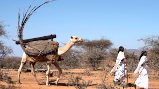 Taking My House for a Walk on Grumpy Camels
