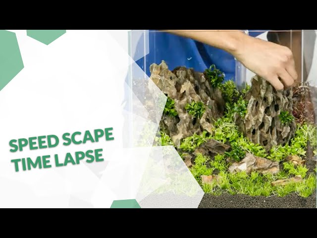 Timelapse Video Aquascaping  Aquarium set up