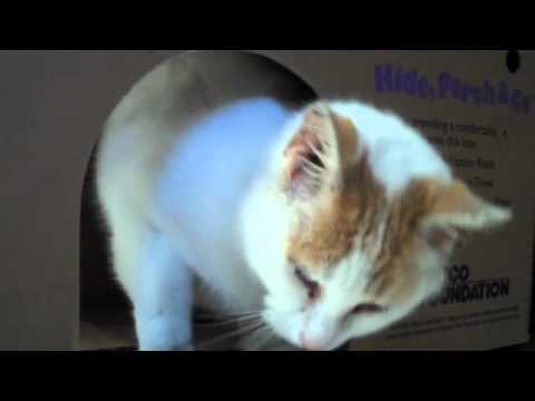 Marlene Dietrich at the Humane Society of Huron Valley