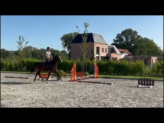 Under the saddle