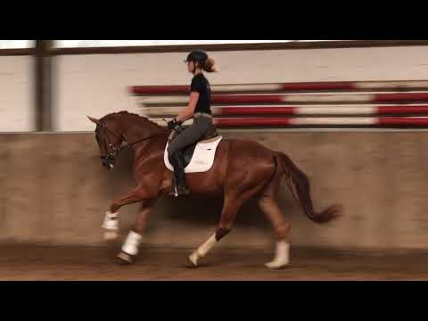 Sir Benetton *2018 von Sir Heinrich - Rotspon - Davignon