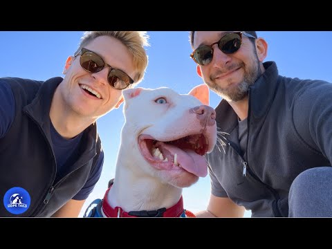 Nobody Visited This Deaf Pit Bull. Then Two Dads Walked In and Everything Changed