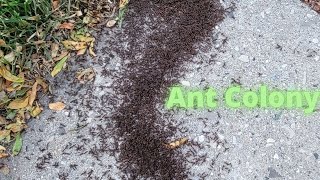 This Is How I Get Rid Of Colony Of Ants In My Driveway