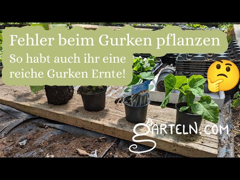 , title : 'Gurken pflanzen - Klassische Fehler die Du vermeiden solltet'