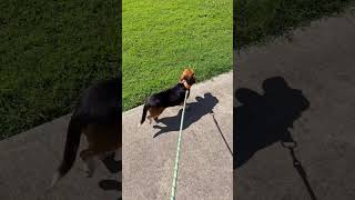 Video preview image #1 Beagle-Unknown Mix Puppy For Sale in Arlington, VA, USA