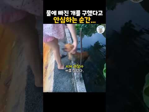 물에 빠진 개를 구하긴 했는데...# #더빙농장 #동물더빙 #강아지 #웃긴동물 #funnyanimals