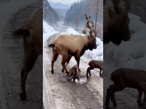 Mountain Goat Gives Birth in Siberia – Extreme Nature! 🐐❄️ #goat #video #viral #shorts