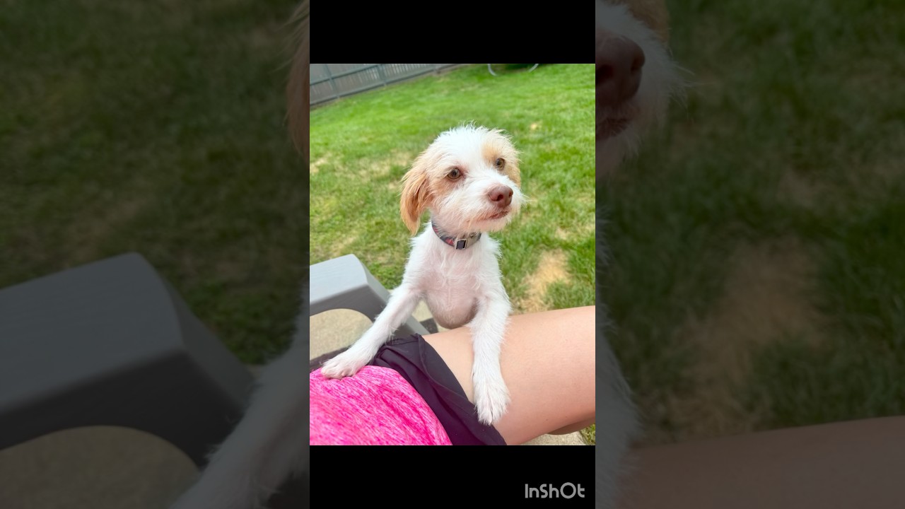 Nova, an adoptable mixed breed in Washington, DC video 5/6