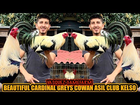 Beautiful Cardinal Greys Cowan Asil Club Kelso ~ VASQUEZ GAMEFARM