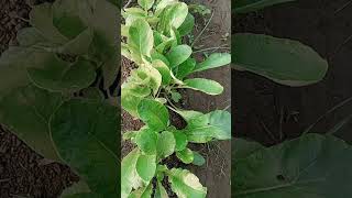 Download lagu 18 January 2026 mp3