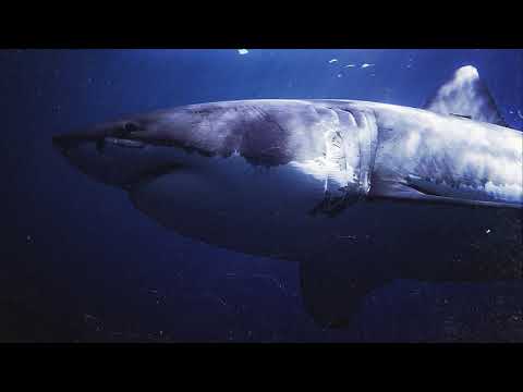 Neon Capital - 'Open Water' (Official Audio)