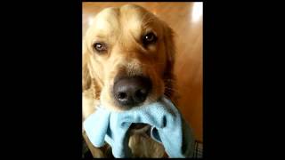 Maurizio Brevi PADRE A VENT&#39;ANNI cover i pooh