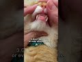 Four Signs That The Cat Has A Worms Shorts Cats