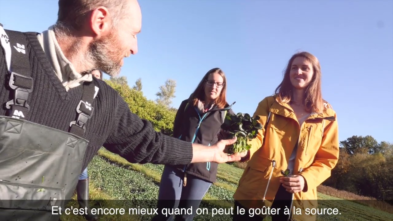 Le cresson du Gâtinais français