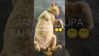 Download lagu status wa keren kucing Oren #shorts #kucing imut #kucing mp3