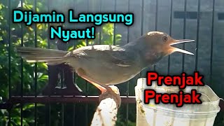 Download lagu Seketika nyaut! Dengar suara prenjak gacor memanggil manggil lawan | burung prenjak  mp3