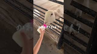 こどもとたのしむ【Sriayuthaya Lion Park】動物との距離が近すぎて、大人も子供も楽しめる動物園　#タイ旅行  #子連れ旅行