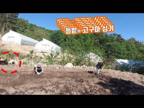 , title : '가족 총출동-돌밭에 고구마 심는 날//Planting sweet potatoes in stone fields'