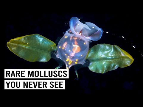 The Bizarre Biology Of Molluscs