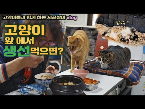 고양이 앞에서 생선 먹으면?
