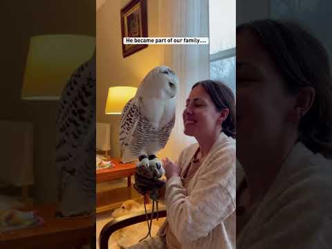 A tiny snowy owl chick was screaming #shorts