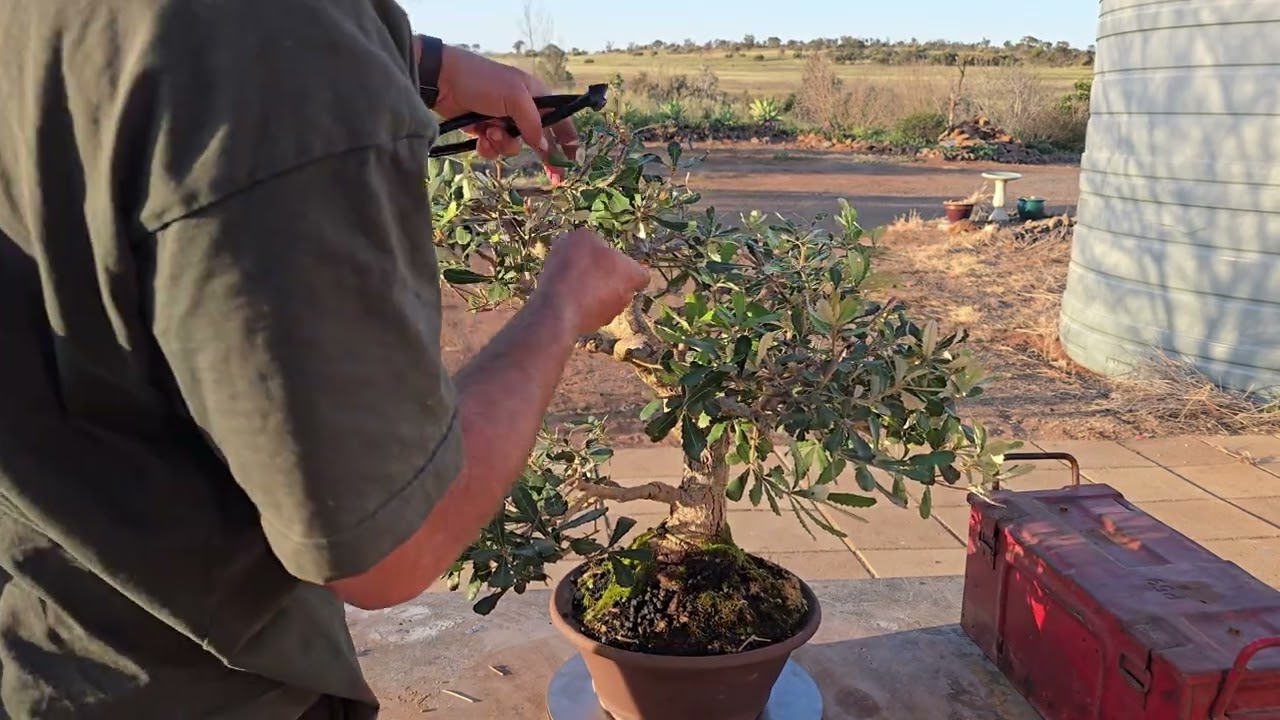 Can i get this neglected Banksia Bonsai ready for a Bonsai show in less than a month