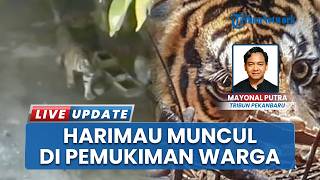 Warga Siak Geger saat Harimau Muncul di Pemukiman, Kehadirannya Sempat Terekam CCTV