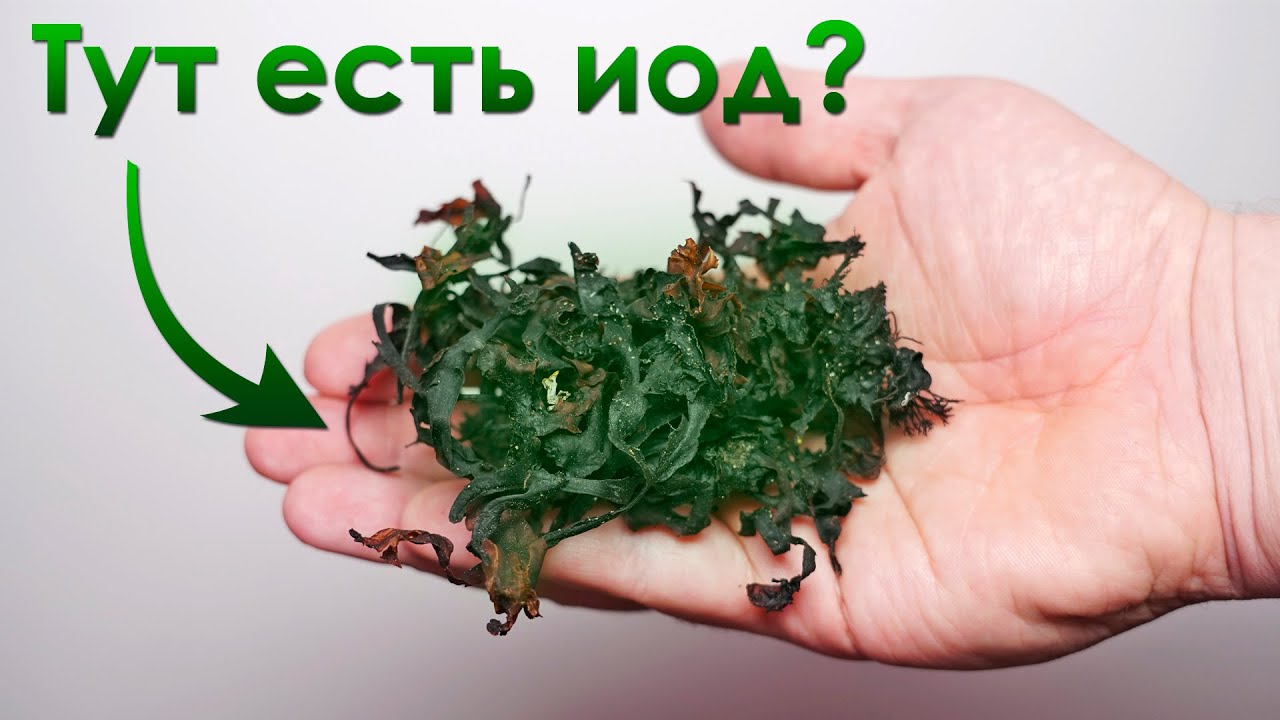 Сколько Йода я получу из обычных ВОДОРОСЛЕЙ?