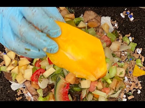 10 Days Later Outside Worm Bin Feeding #20 Plus Ending Time Lapse Vermicompost Worm Farm