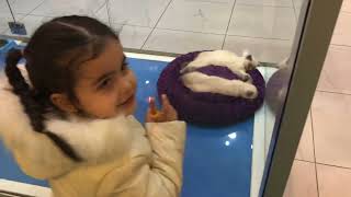 Petshop da ki kedi, köpek ve tavşanlara bakıyoruz | Funny Kids Video