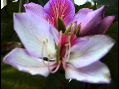 IpekSepetci’s Video 37166583269 PDpLfKo6PQY