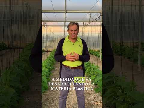 , title : '#INMUNE en el cultivo de #pepino'