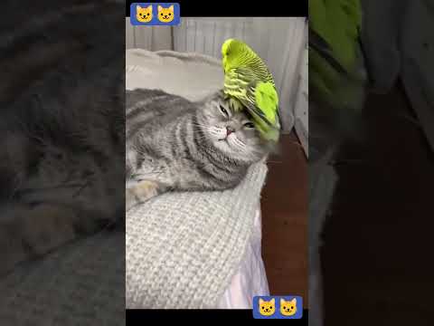 Funny cats 😎😎🐱🐱